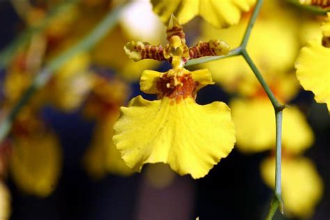 黃色蘭花花語|就是要這樣選花才絕配 !!!完整收錄「最熱門花語」懶人。